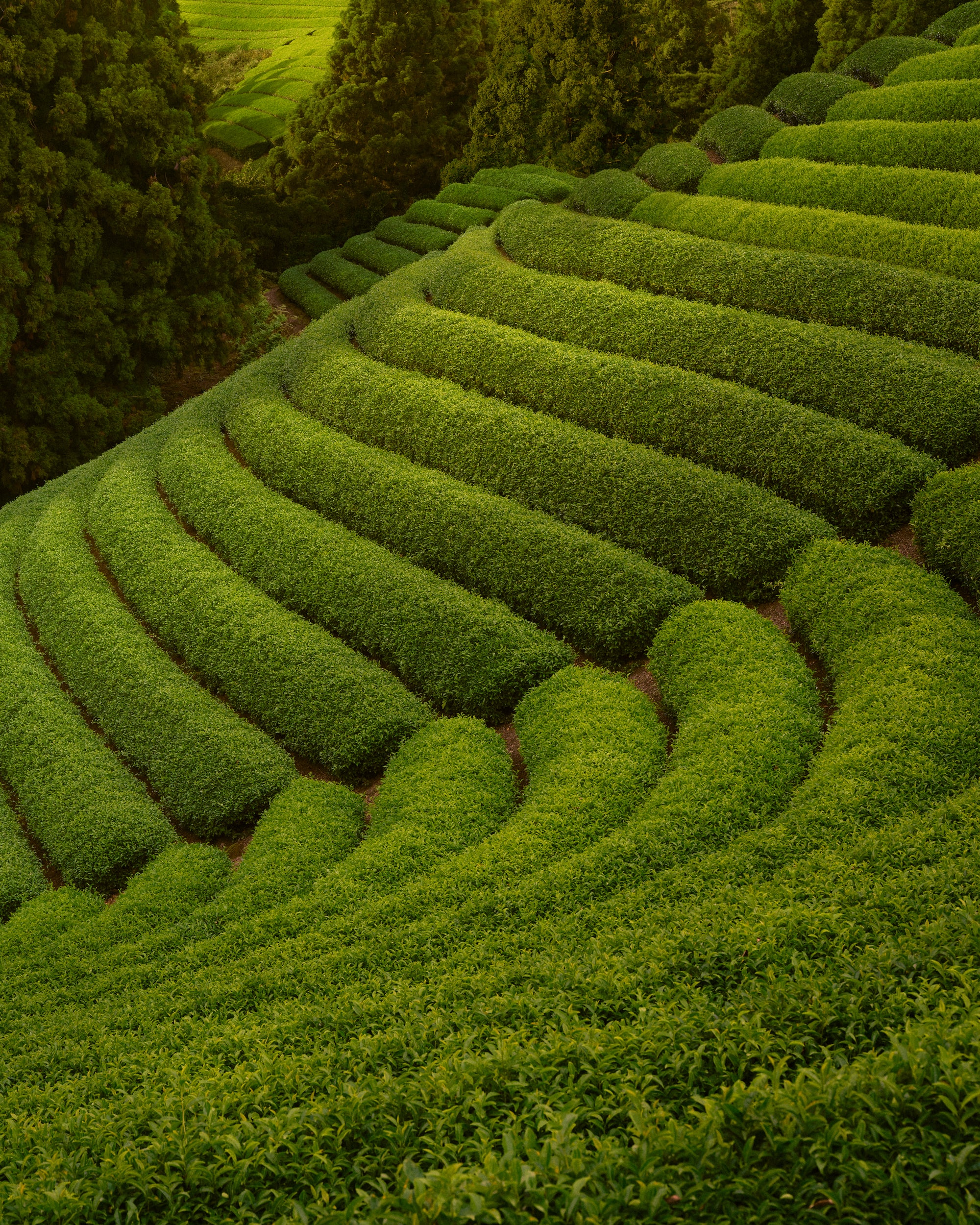 Premium Ceremonial Grade Matcha