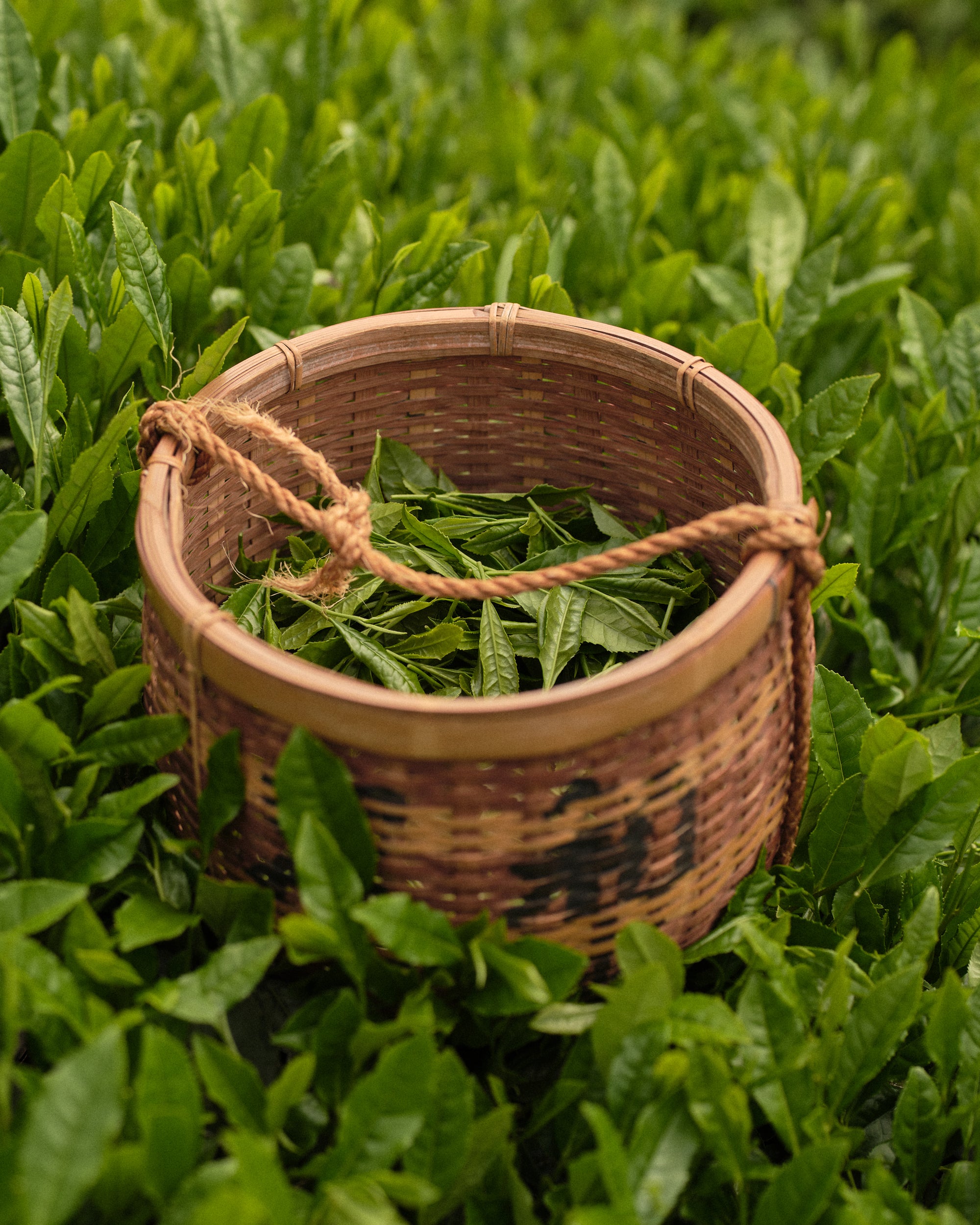 Premium Ceremonial Grade Matcha